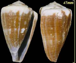 ハイイロミナシ Conus rattus small