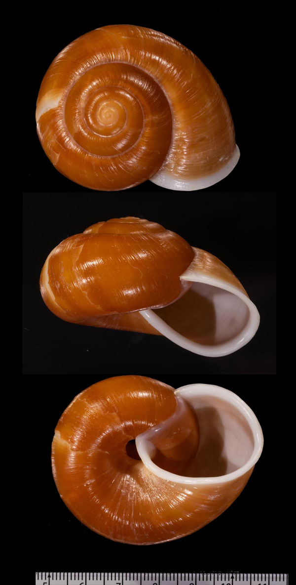 パプアビロウドマイマイ（仮称） Sulcobasis concisa cumingi small