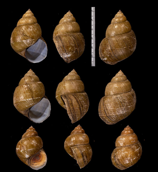 ドラベリタニシ (仮称) Dalipaludina delavayana small
