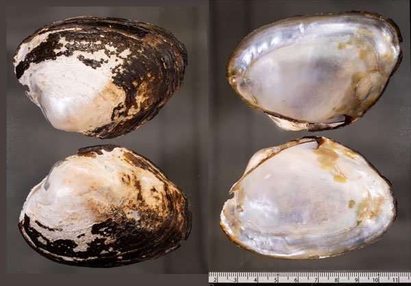 カンボジアドブガイ (仮称) Pseudodon cambodjensis small