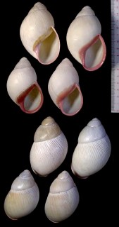 ウスベニアカマイマイ(オトメアカマイマイ) Megalobulimus oblongus lorentzianus small