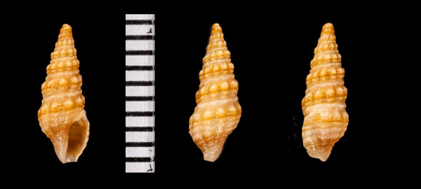 カンダイボシャジク Pilsbryspira kandai small