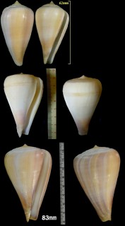 ラッキョウイモ Conus patricius small