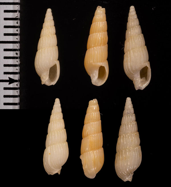 コウィエントクサガイ (仮称) Gradaterebra kowiensis small