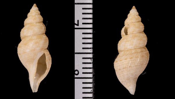コゲフデシャジク近似 未詳 Daphnella sp. small
