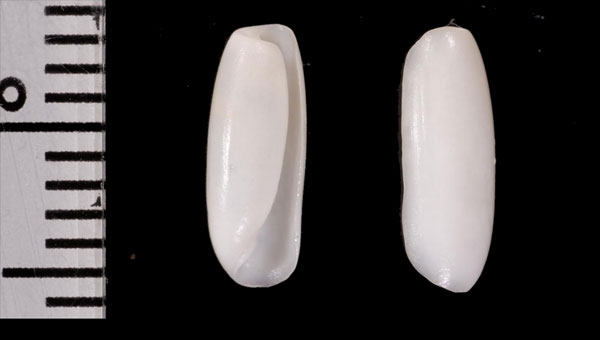 ミスマキクダタマガイ Eocylichna involuta small