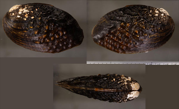 クサビガマノセガイ Lamprotula bazini small