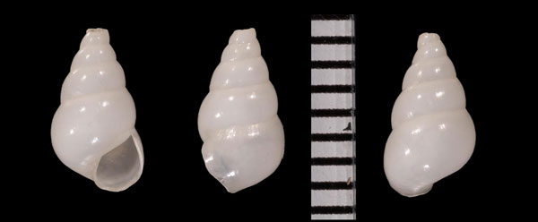 パイプウニヤドリニナ Echineulima mittrei small