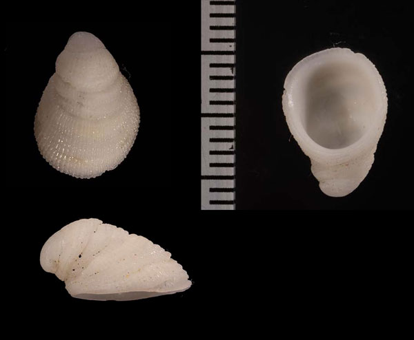 ウニオトヒメスズメガイの仲間 Malluvium lissum small