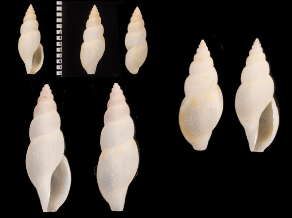 ホソウネフデシャジク Daphnella paucivaricosa small