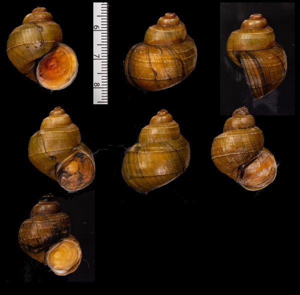 ミンダナオタニシ (仮称) Vivipara mindanensis small