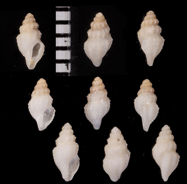 ダルマシャジクの仲間 未詳 Mioawateria sp. small