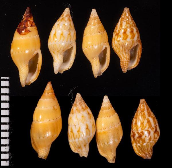 カザリマツムシ Mitrella venulata small