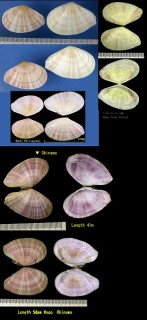 ニッコウガイ Tellina virgata small