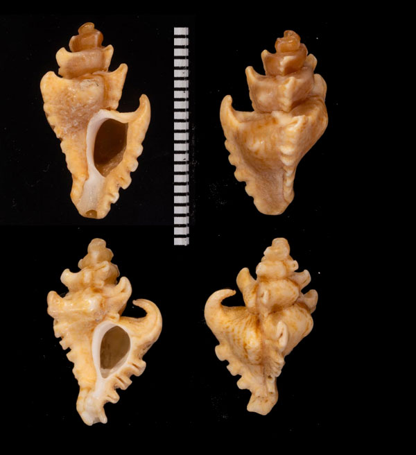 コハクベンテンガイ (仮称) Poropteron graagae small