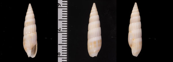アメリカコバンタケノコ Hastula hastata small