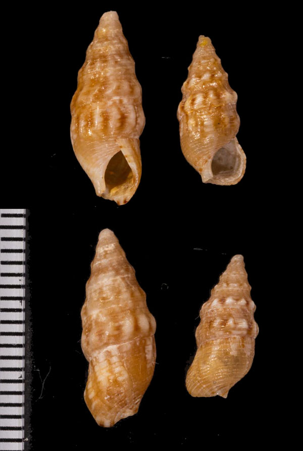 フトエビガイ (仮称) Colina pinguis small