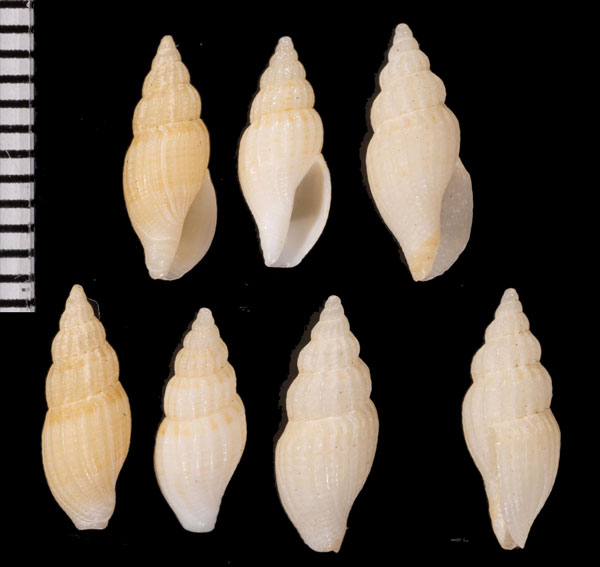 ゴウシュウカマクラマンジ (仮称) Guraleus mitralis australis small