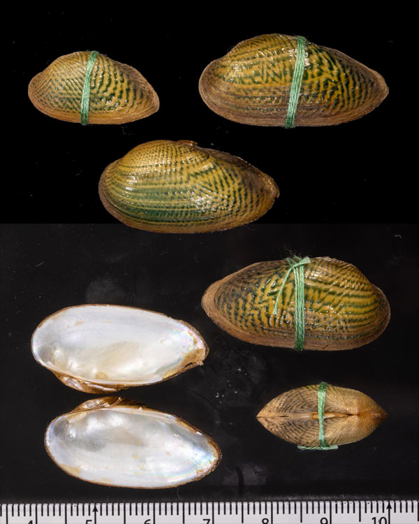 サザナミヌマガイ (仮称) Scabies phaselus small