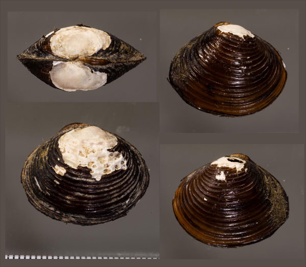 ラナオシジミ 未詳 Corbicula sp. small