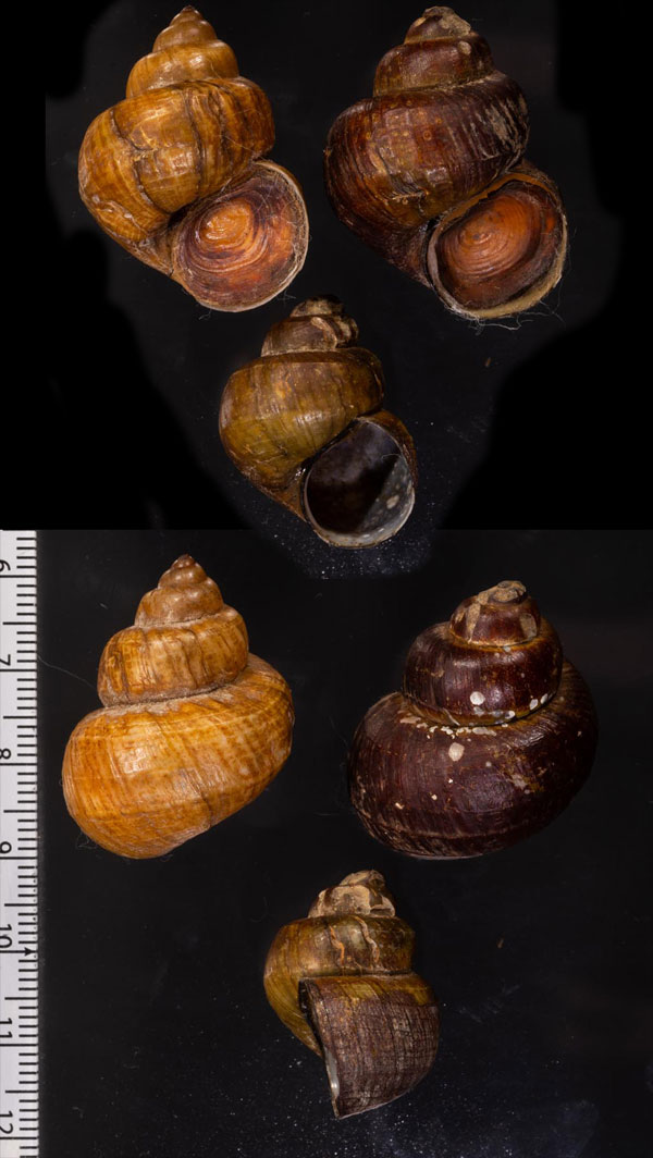 フィリピンタニシ (仮称) Angulyagra philippinensis small