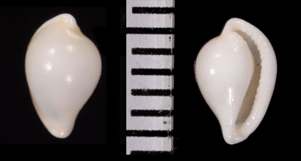 コダマケボリ 小玉毛彫 Diminovula margarita small