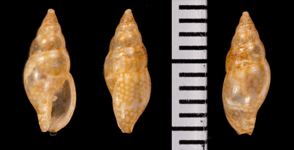 フロリダムギガイ (仮称) Zafrona dicomata small