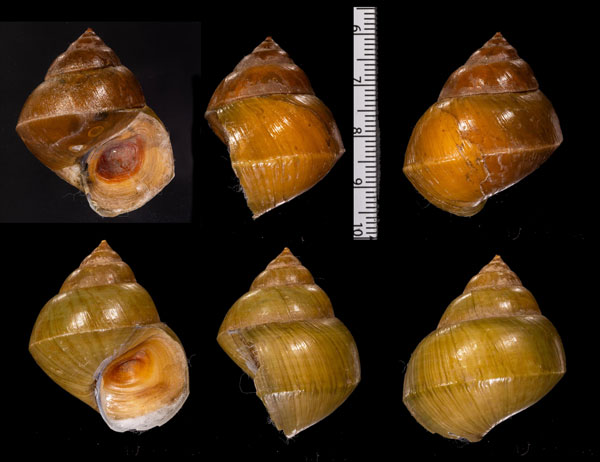トウガタタニシ (仮称) Dalipaludina pyramidella small