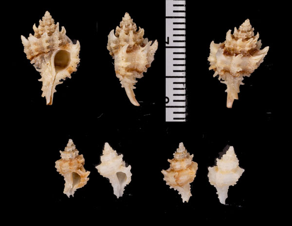 ヒナノカムリ Murexsul interserratus small