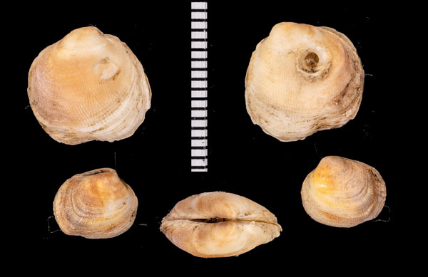 チヂミイワホリガイ Petricola mirabilis small