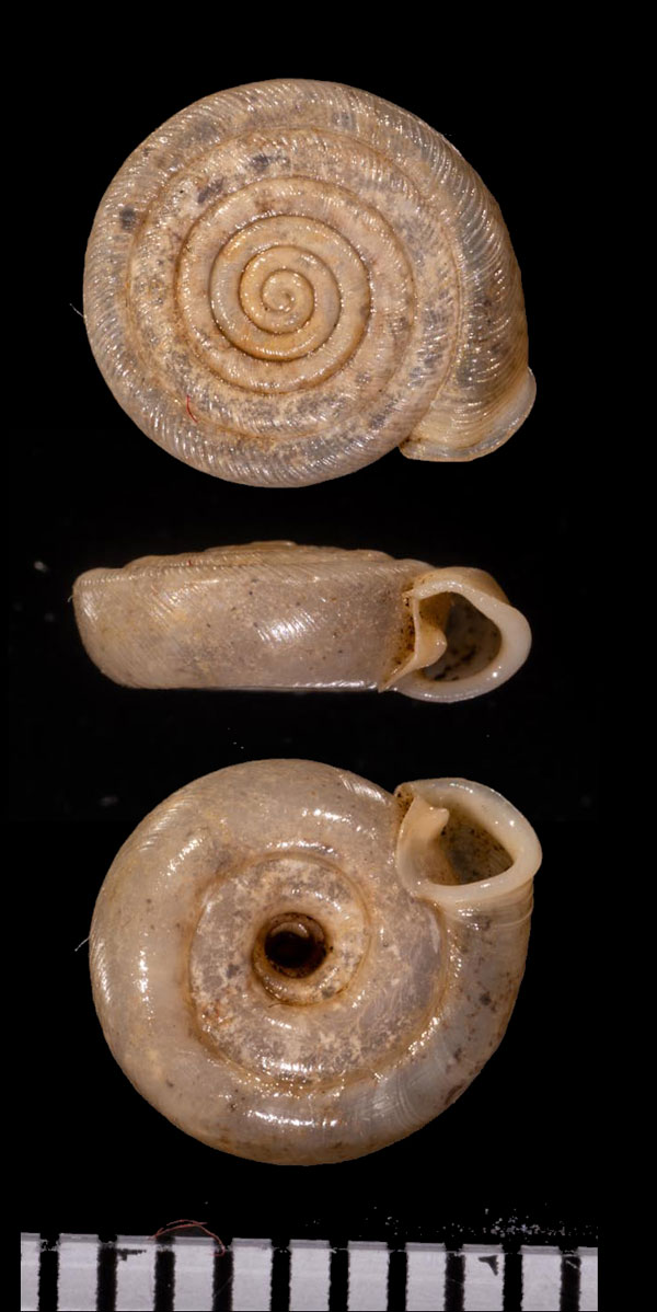 バハマタイラナナエマイマイ Polygyra plana bahamensis small