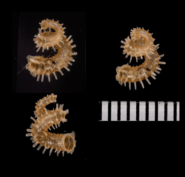ジゴクトゲオカミミズガイ (仮称) Blaesospira echinus infernalis small
