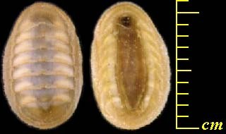 スペインヒザラ Lepidopleurus algesirensis small