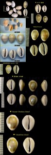 ハナビラダカラ 花弁宝 Erosaria annulus small