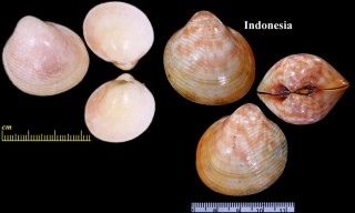 ミサカエギンギョ Discors aurantiacum small