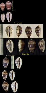 スミナガシダカラ Palmadusta diluculum diluculum small