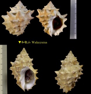 ウニレイシ Mancinella echinata small