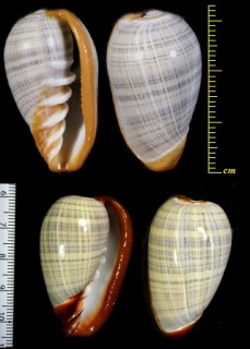カスリトリノコ Cryptospira elegans small