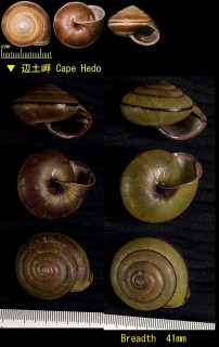 クンチャンマイマイ Satsuma mercatoria euterpe small