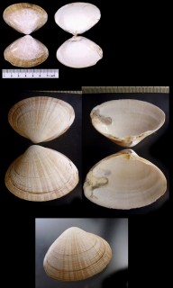 エゾバカガイ Mactra chinensis carneopicta small