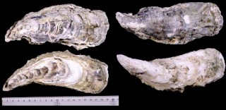 エゾガキ (ナガガキ) Crassostrea gigas small