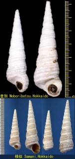 エゾキリガイダマシ Neohaustor fortilirata small