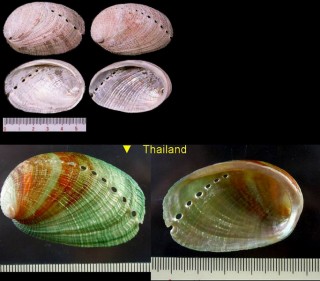 フクトコブシ 福床臥 Haliotis diversicolor small
