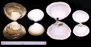 ウバガイ(ホッキガイ) 姥貝 Pseudocardium sachalinense small