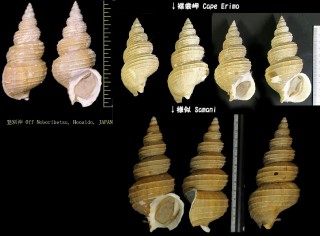 シライトマキバイ Buccinum isaotakii small