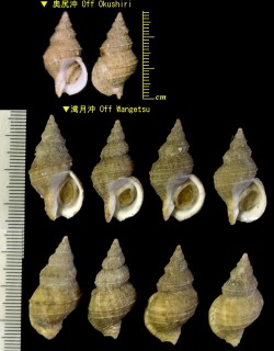 コビトクビレバイ Buccinum japonicum small