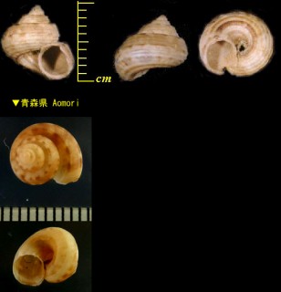 カドコシダカシタダミ Minolia subangulata small