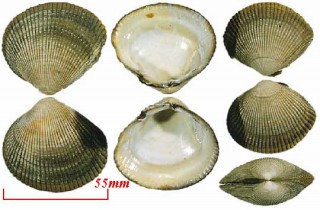 エゾイシカゲガイ Clinocardium californiense small