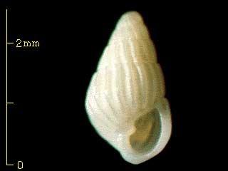 イトカケクチキレの仲間94 未詳 Pyrgulina sp. small