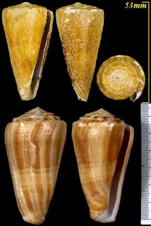 ウラシマイモ Conus urashimanus small